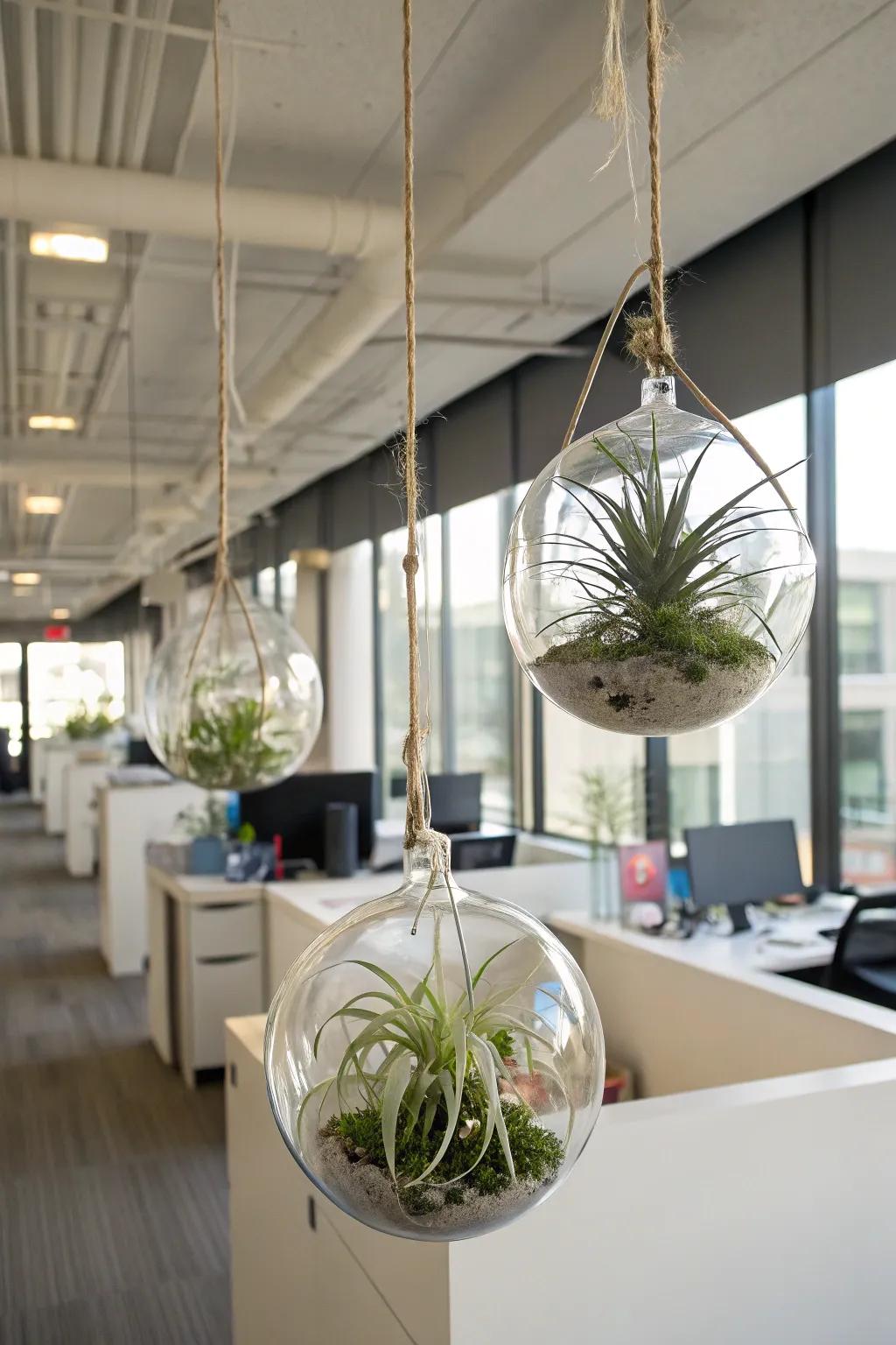 Create minimalistic displays with versatile air plants.