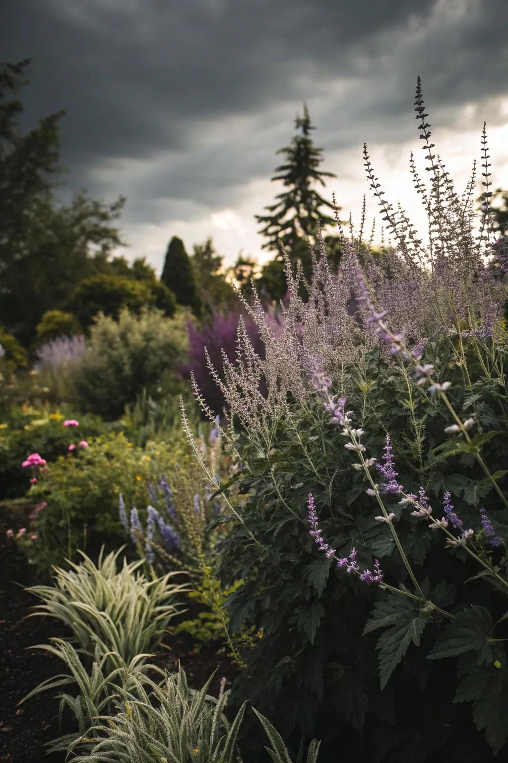 A moody garden displaying Azure blooms and black herbs.