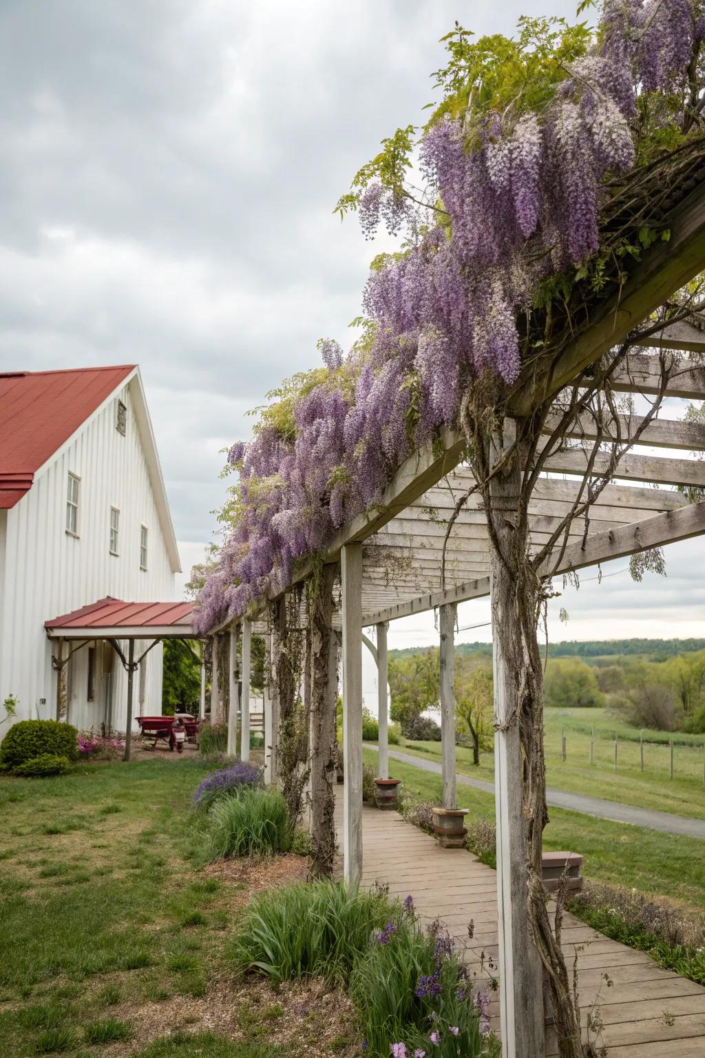 A pergola with creepers crafting a shaded sanctuary.