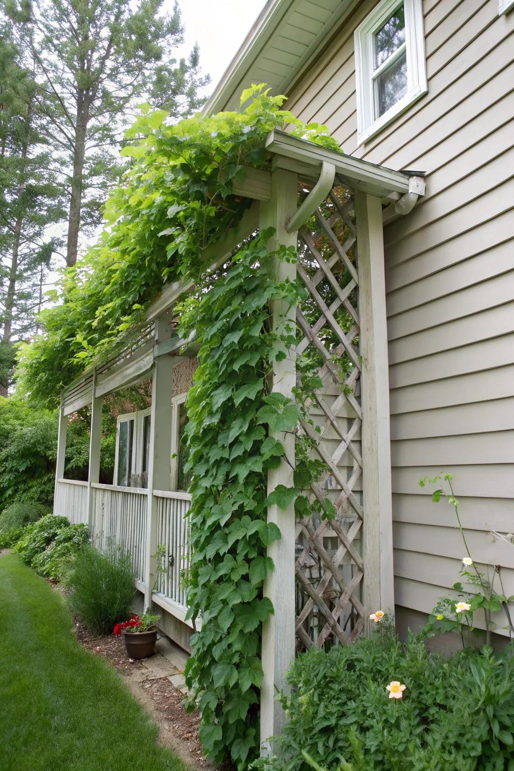 Ascending creepers soften architectural lines and introduce greenery.