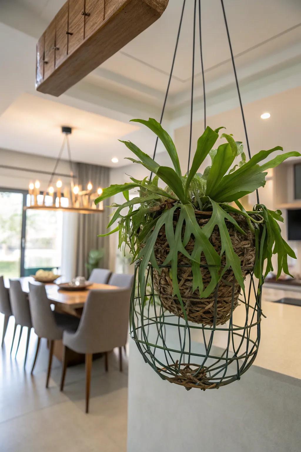 A wired vessel furnishes a modern and airy display for a staghorn fern.