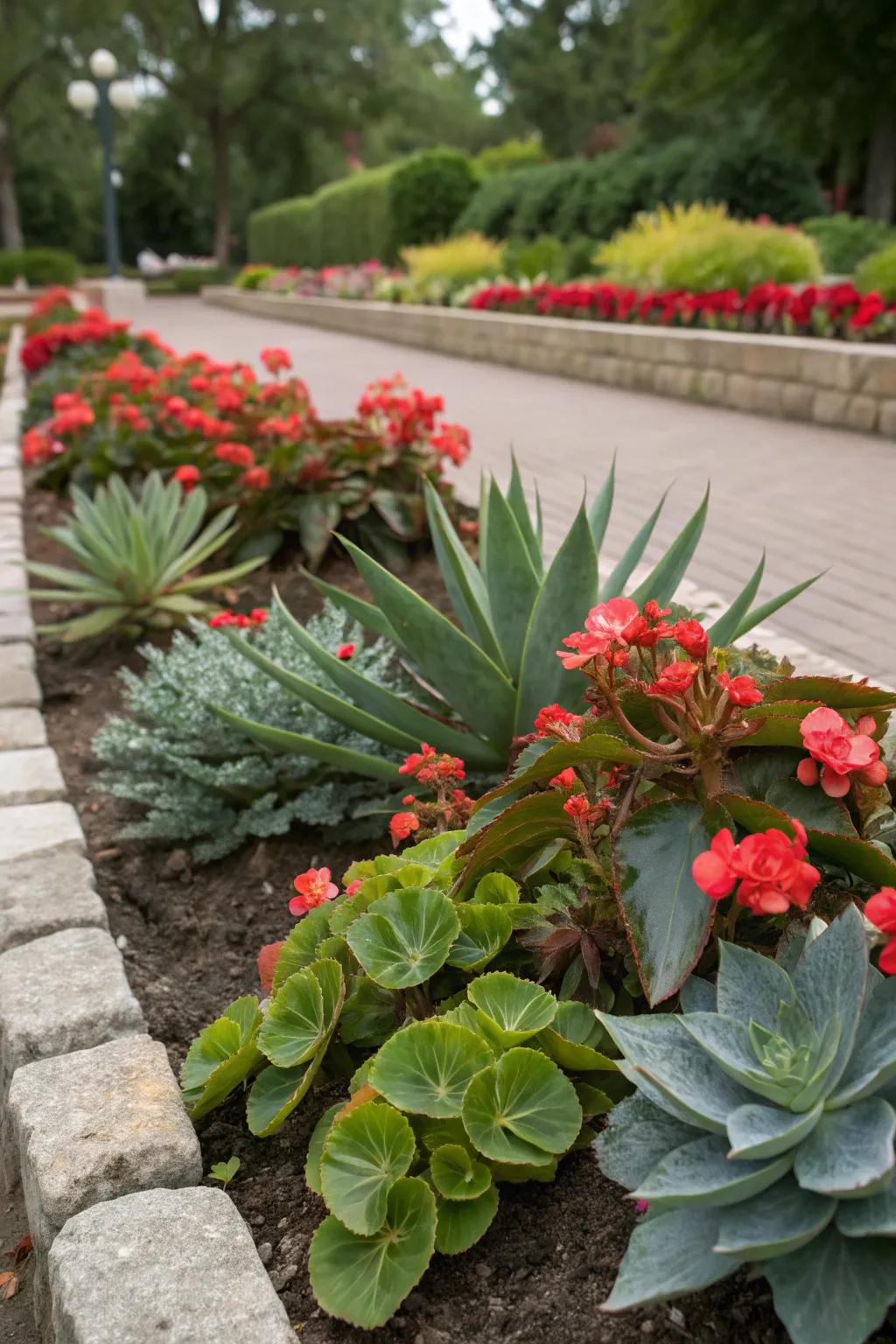 Plants and desert plants create a distinctive and contrasting garden display.