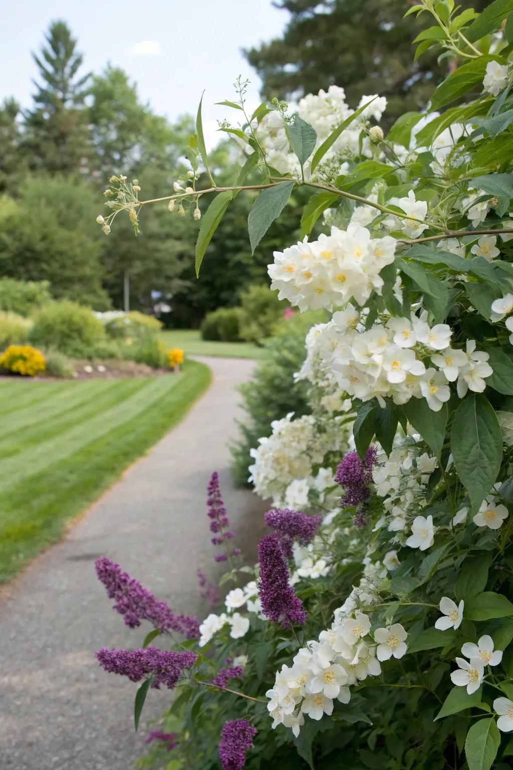 Philadelphus and summer lilac forge a delightful sensory garden.