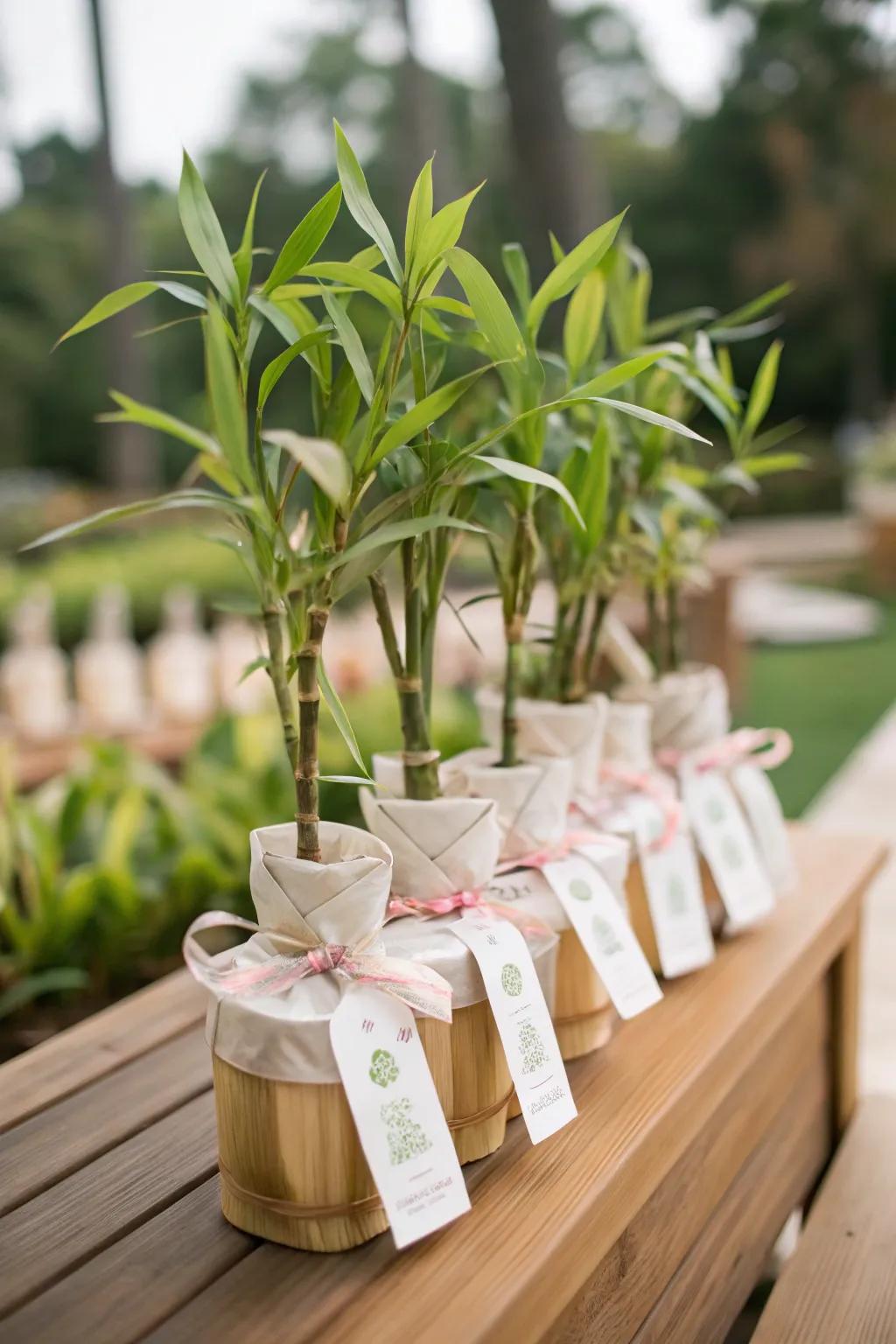 Bamboo shoots make thoughtful and enduring guest keepsakes.