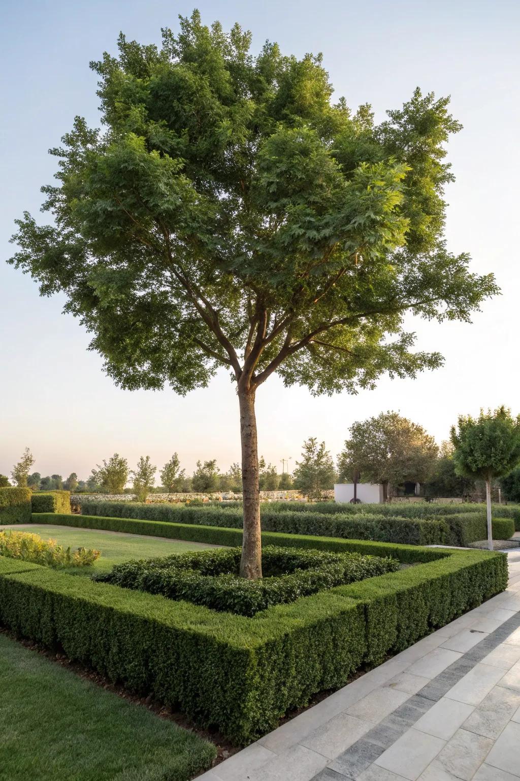 Shrubs provide privacy and structure around trees.
