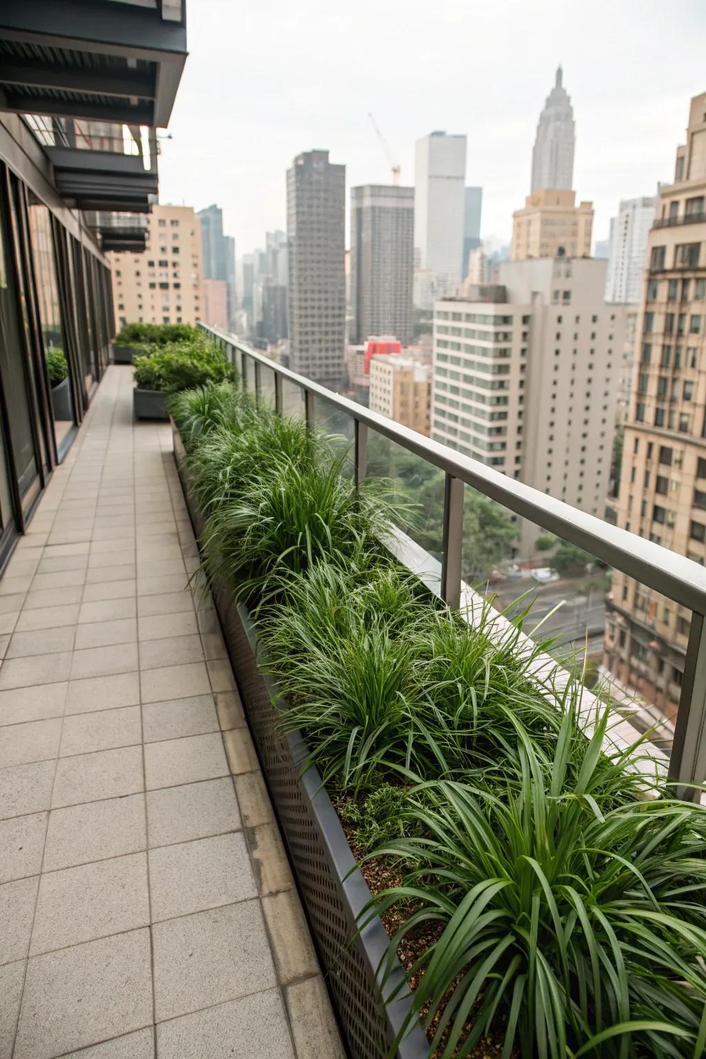 An urban balcony transformed into a lush oasis with liriope borders.