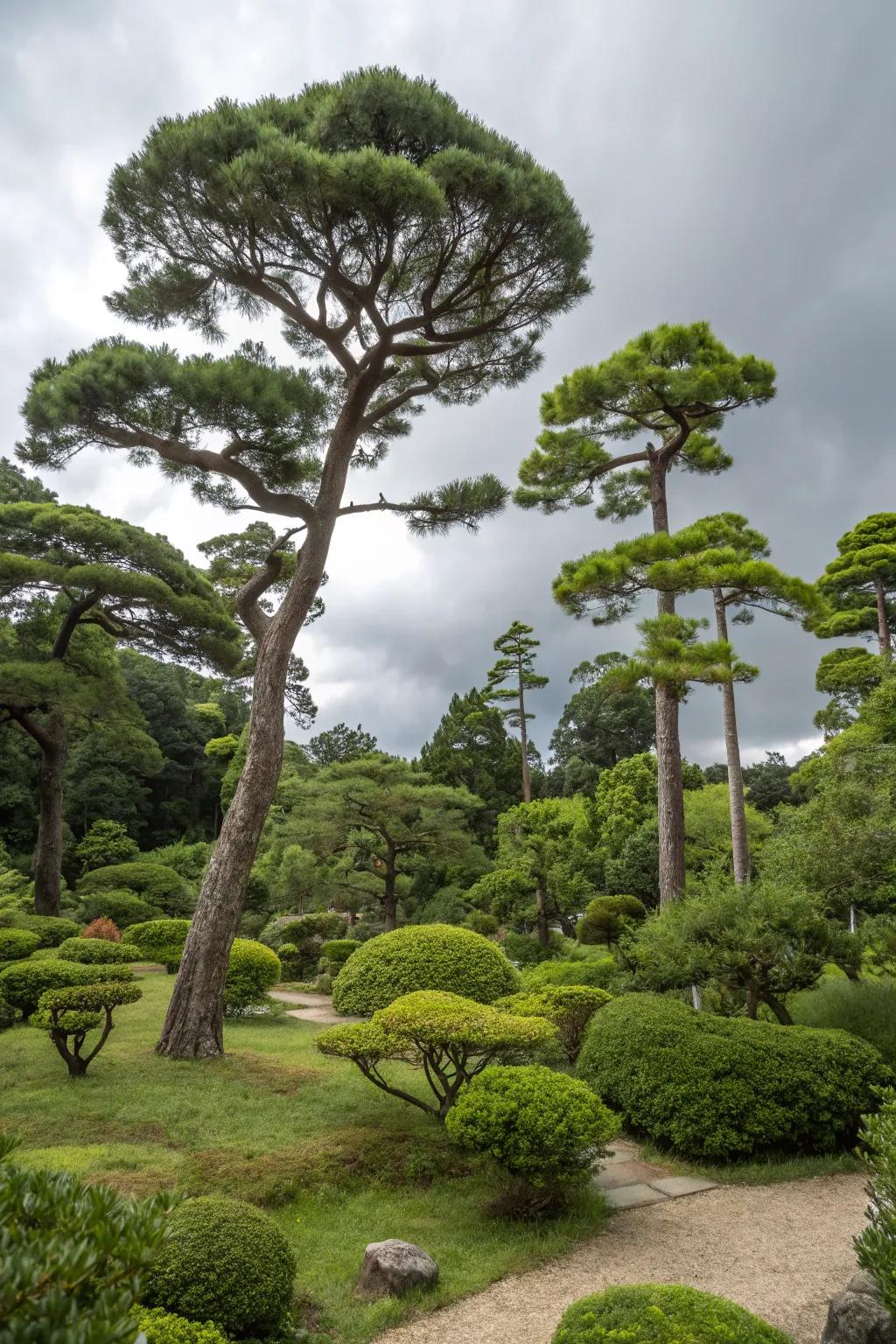 Introduce depth and interest using a multi-layered tree canopy.