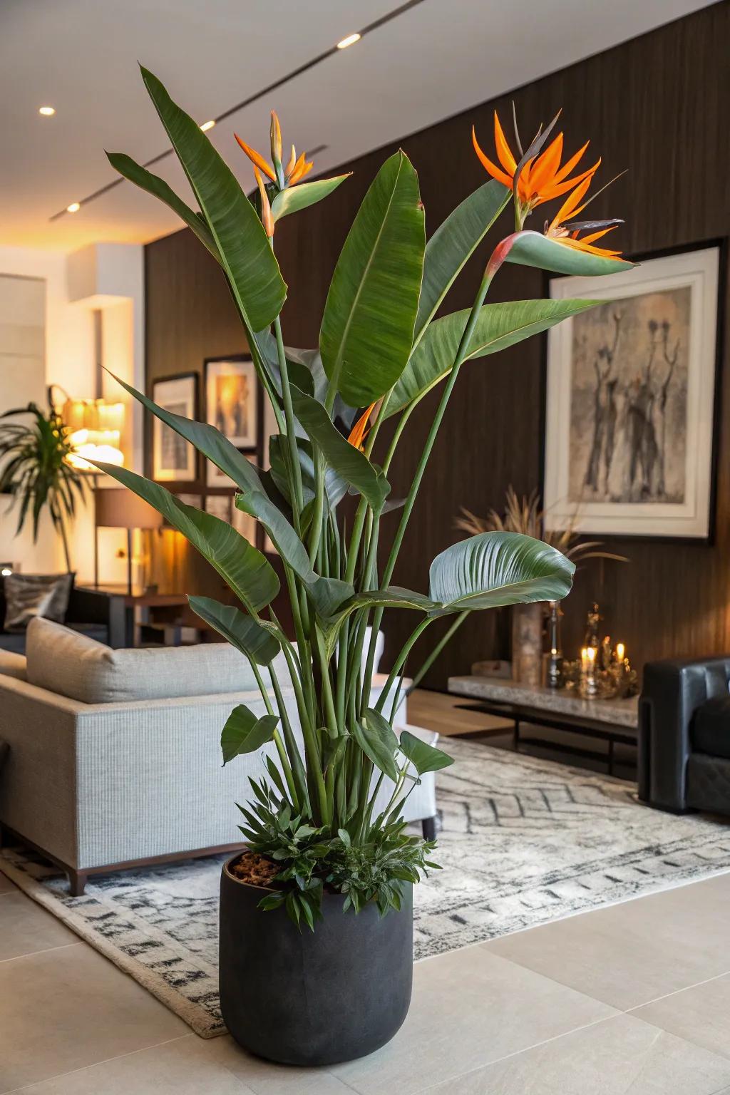 A Crane Flower plant infuses spectacle into a corner.