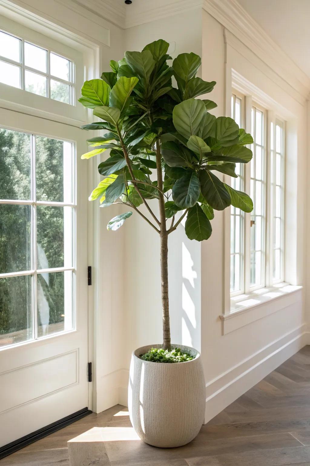 A statement fiddle leaf fig, contributing stature and refinement to any area.