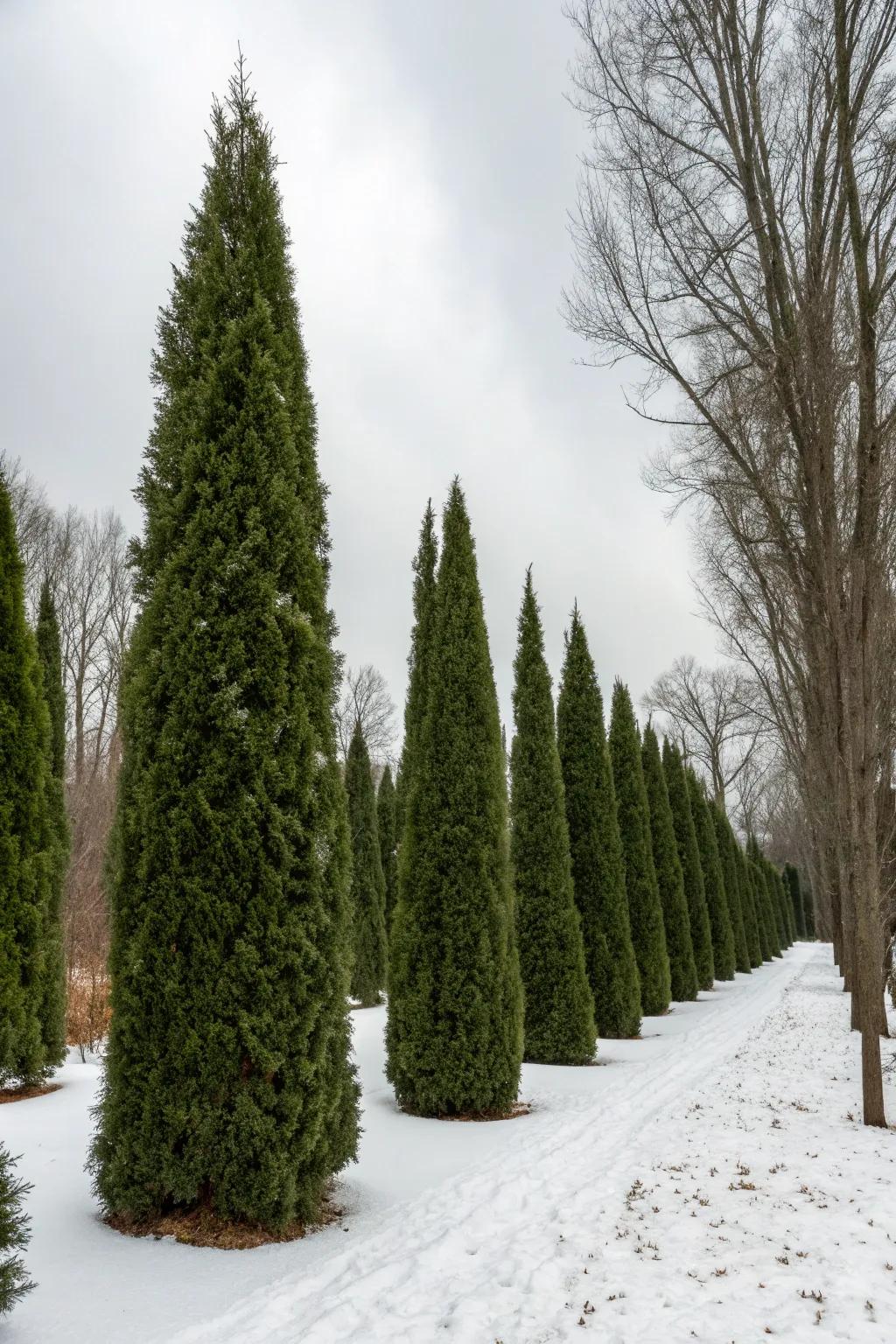 Maintain year-round interest with evergreen foliage.