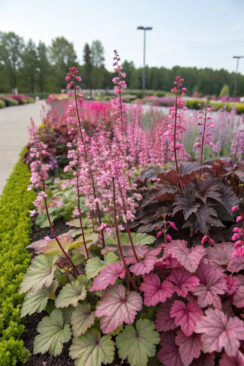 A grand assembly of huecheras delivers a captivating and lively garden panorama.