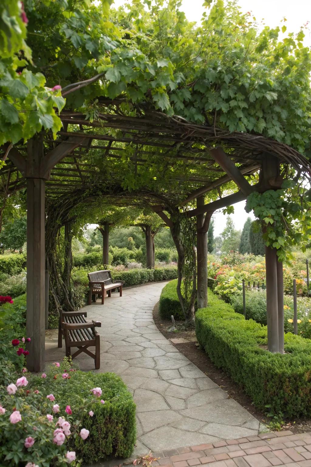 A grapevine pergola provides a shaded and deliciously inviting garden space.