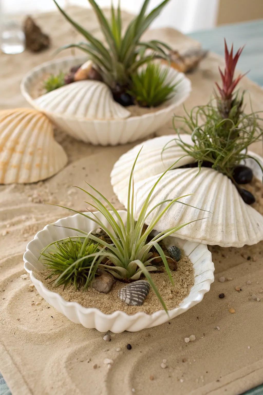 Sea shells containing <strong>air plants</strong> to deliver a coastal ambiance.” loading=”lazy” class=”pimg”>
	</picture><figcaption>Sea shells containing <strong>air plants</strong> to deliver a coastal ambiance.</figcaption></figure>
<p>Repurpose sea shells as receptacles for <strong>air plants</strong> to transport a fragment of the coast into your dwelling. This natural component imparts a serene and coastal ambiance.</p>
<h3>Products that could assist:</h3>
<ul class=