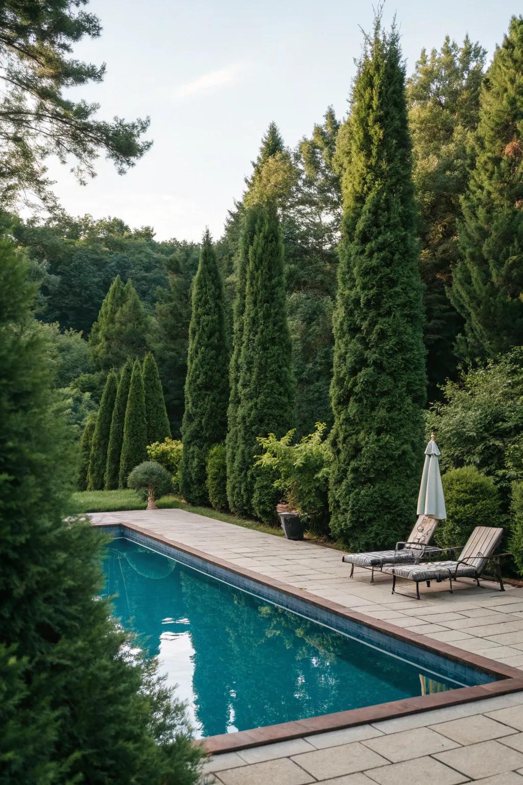 Enhance the privacy and beauty of your poolside with Evergreens.
