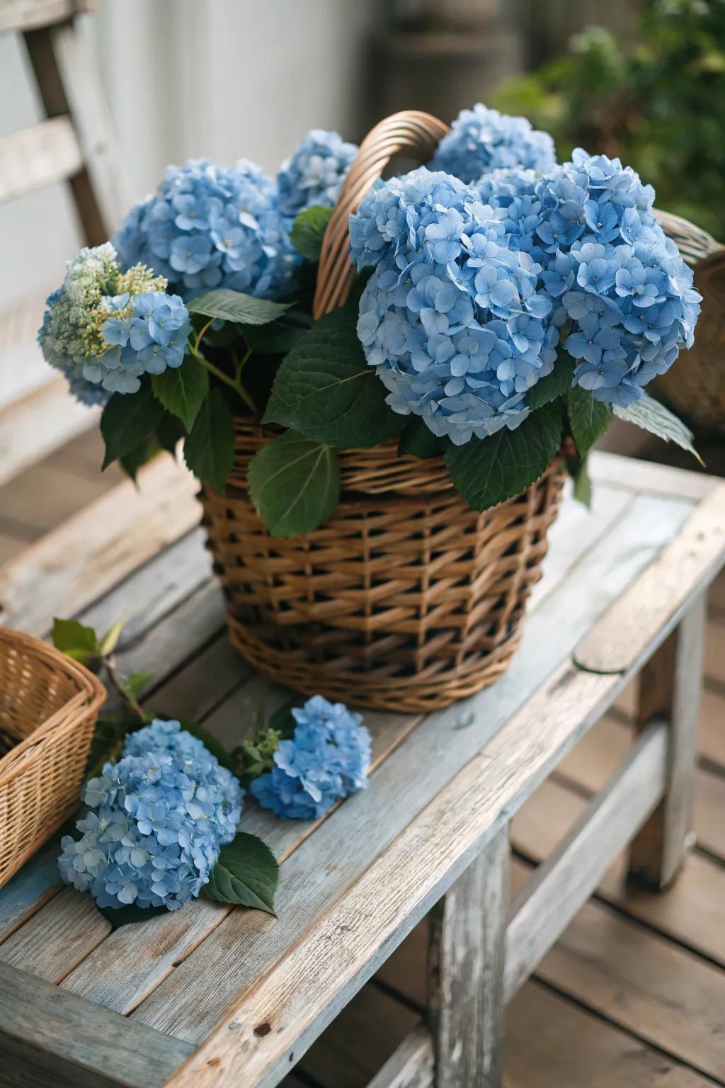 A rustic basket brimming with blue hydrangeas adds a delightful touch.