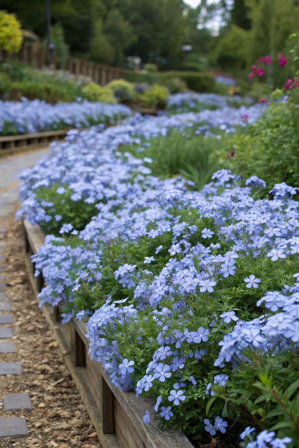 A garden patch overflowing with compact groupings of cerulean blossom blooms.