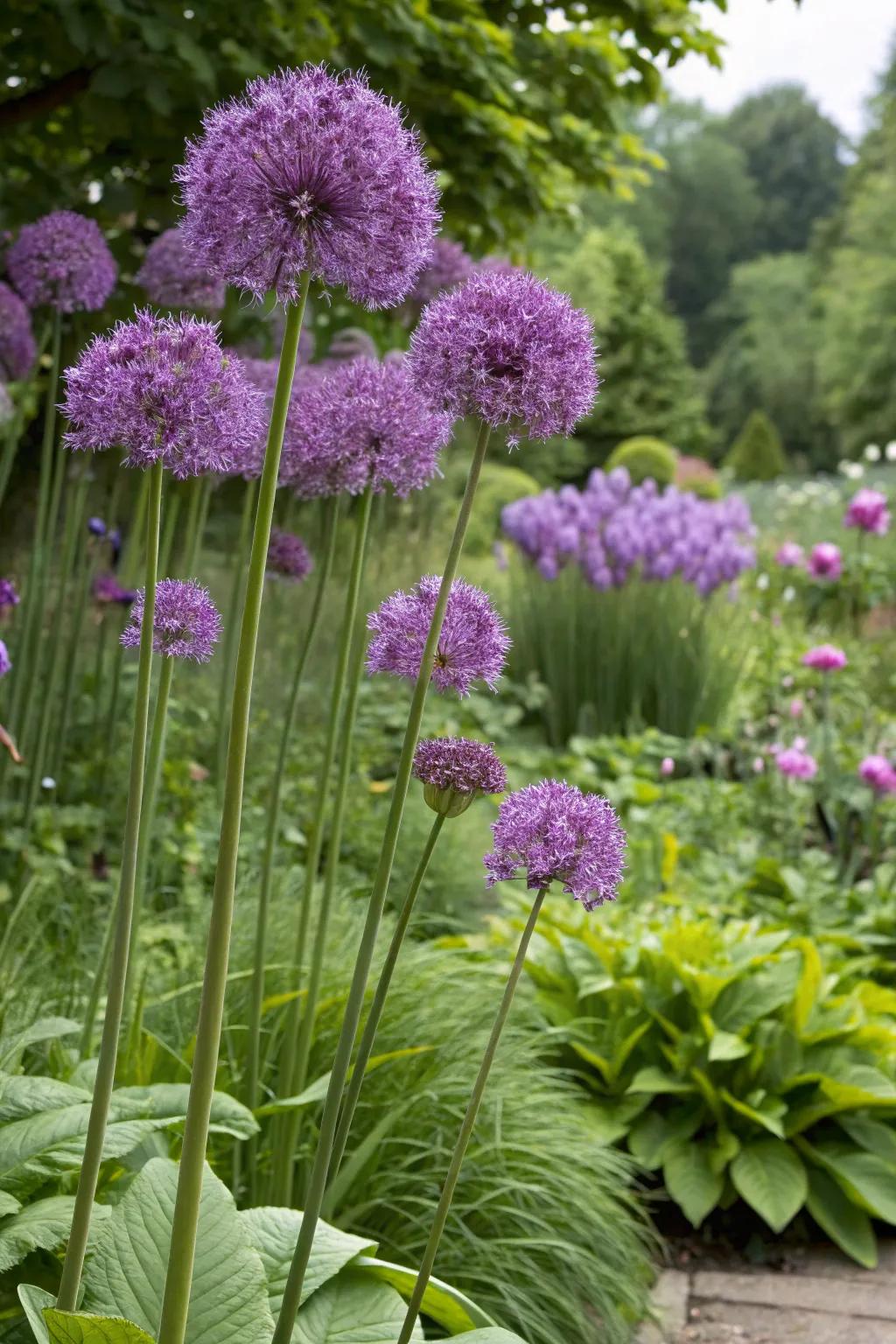 Starflowers offer a remarkable contrast in any garden setting.