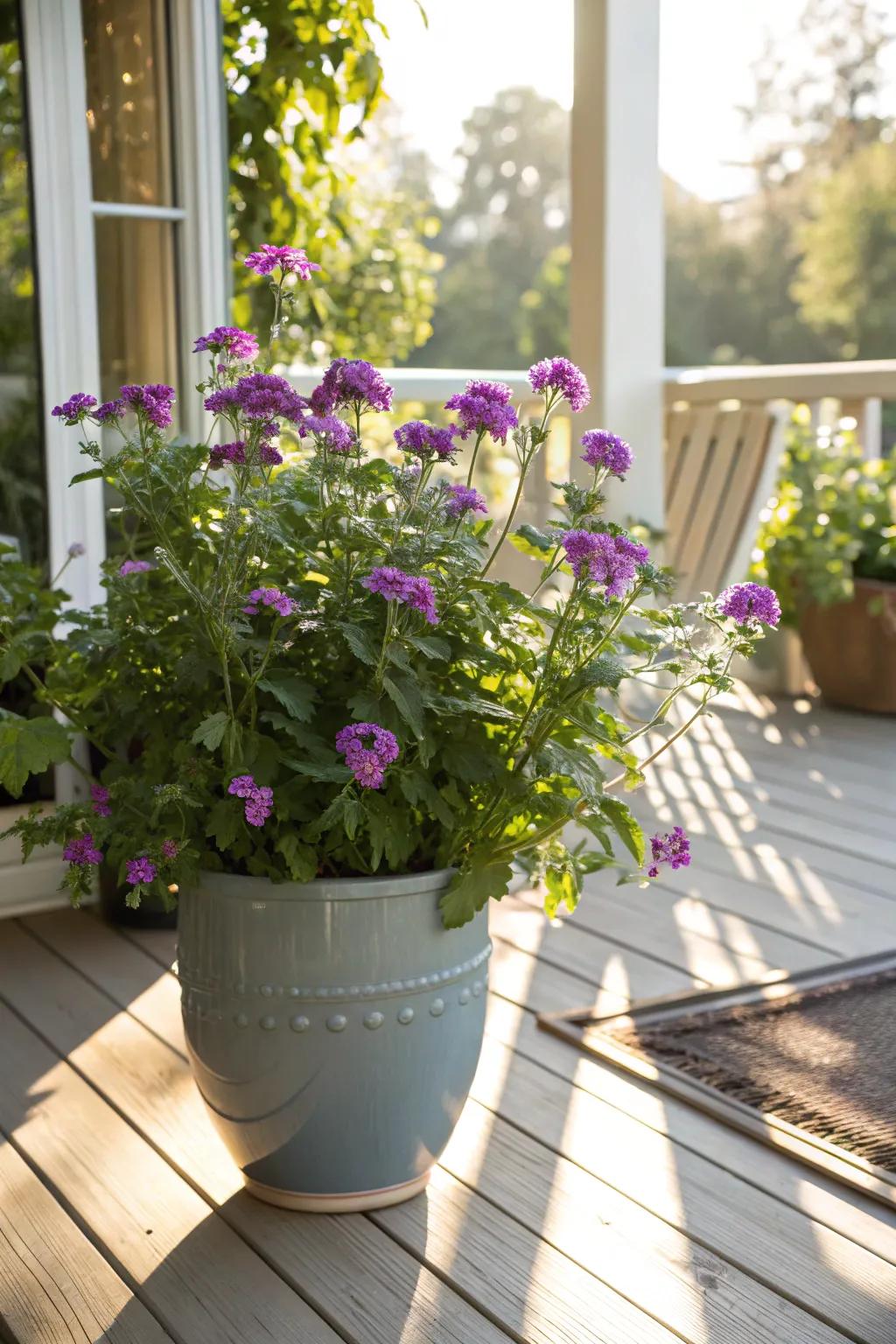 Evergreen flourishing on a sun-kissed porch.