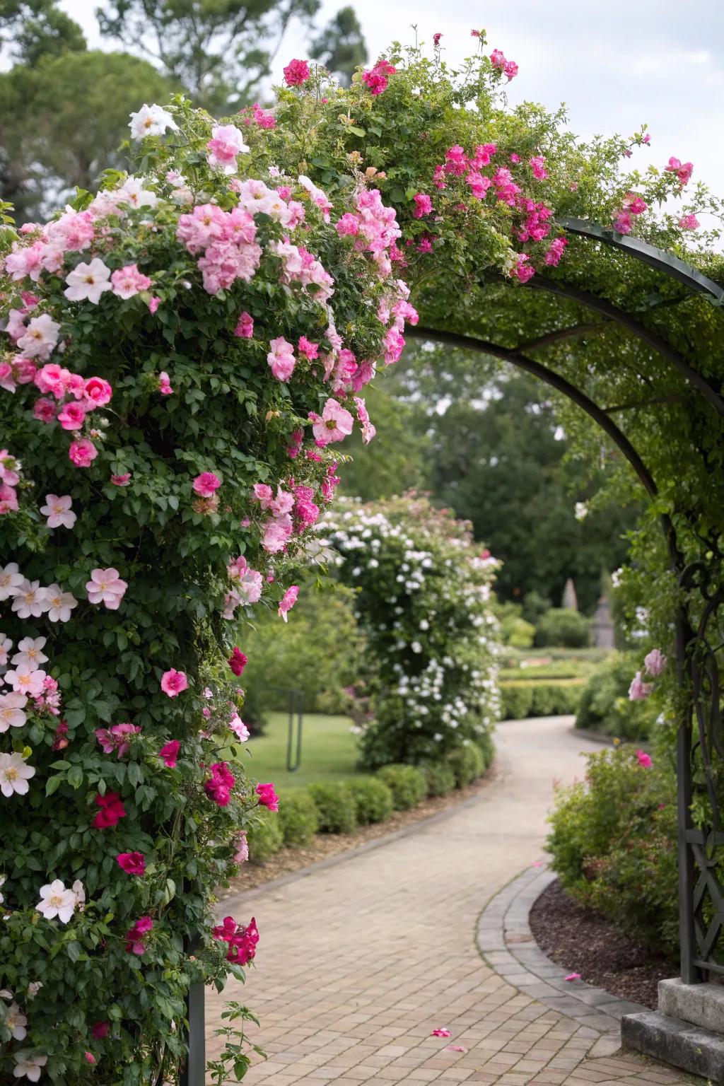 A trellis arch featuring <strong><em>Dipladenia splendens</em></strong> flowers establishes an inviting and dynamic garden entry.” loading=”lazy” class=”pimg”>
	</picture><figcaption>A trellis arch featuring <strong><em>Dipladenia splendens</em></strong> flowers establishes an inviting and dynamic garden entry.</figcaption></figure>
<p>Revamp your garden’s doorway with an arch trellis embellished with <strong><em>Dipladenia splendens</em></strong>. It resembles entering a floral entrance to paradise, an idea I’ve created for numerous pleased clients.</p>
<h3>Some ideas to consider:</h3>
<ul class=