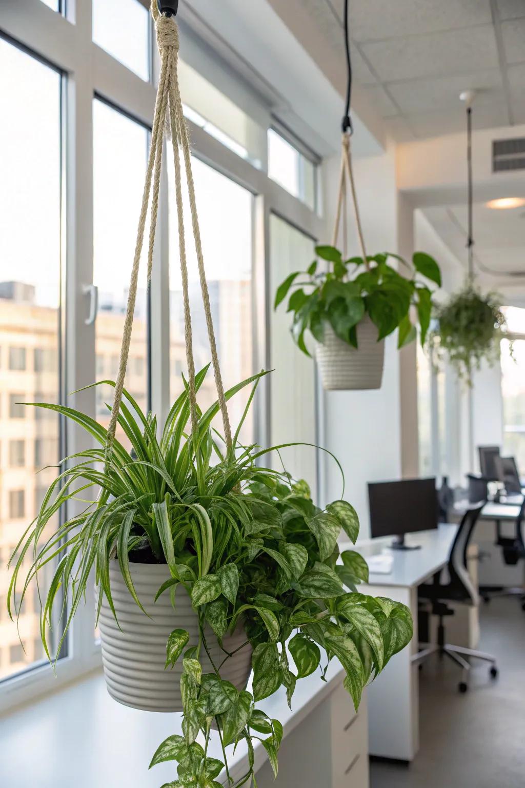 Maximize vertical space with fashionable hanging pots.