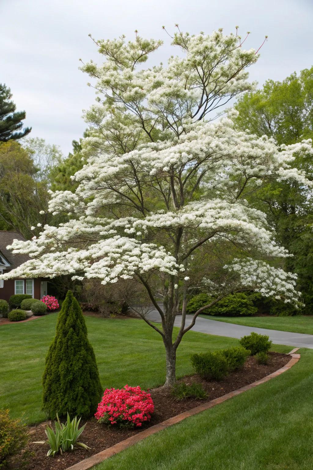 Dogwood tree embellishing a front yard with its spectacular flowers and berries.