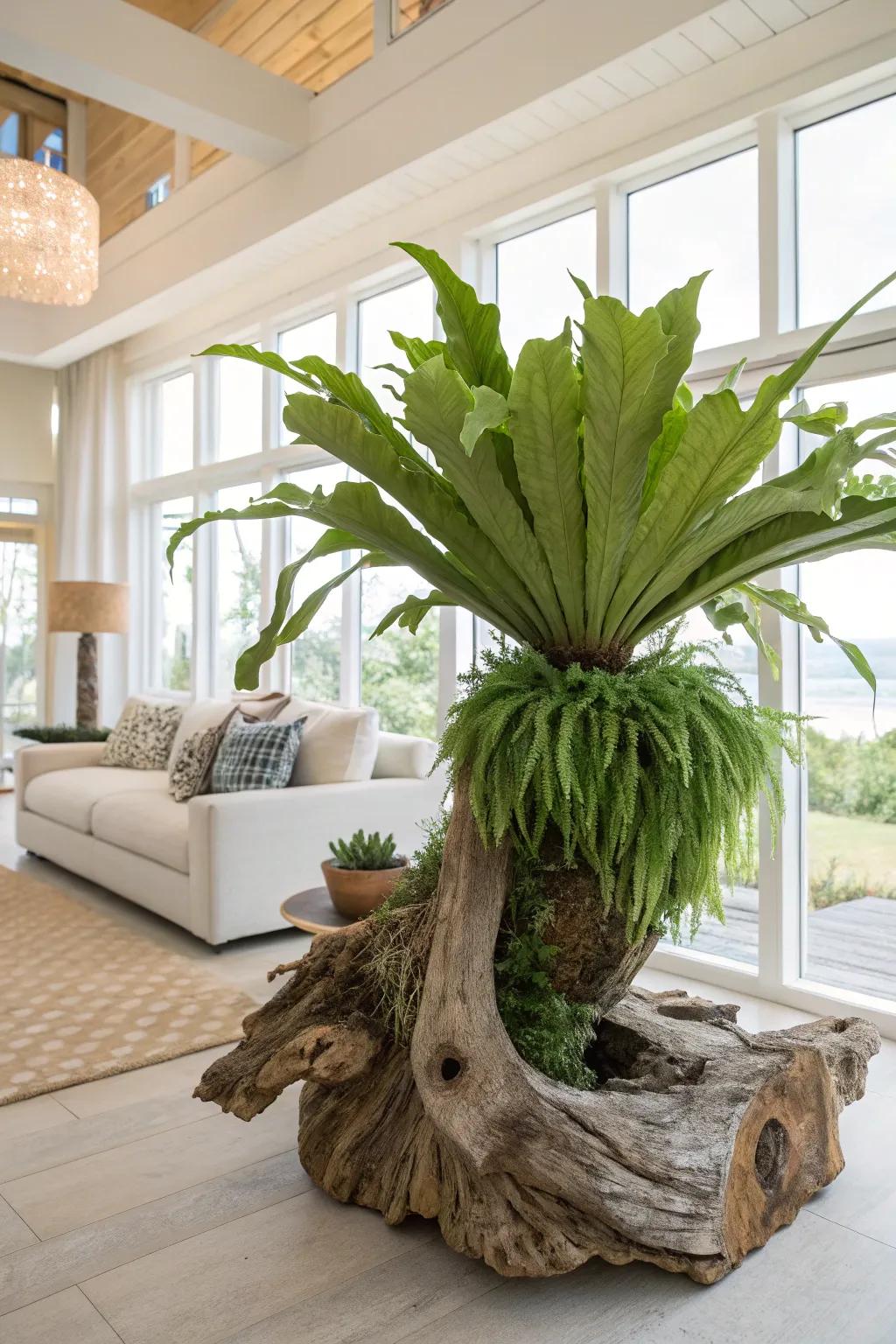 Seaside wood introduces an artistic dimension to a staghorn fern mount.