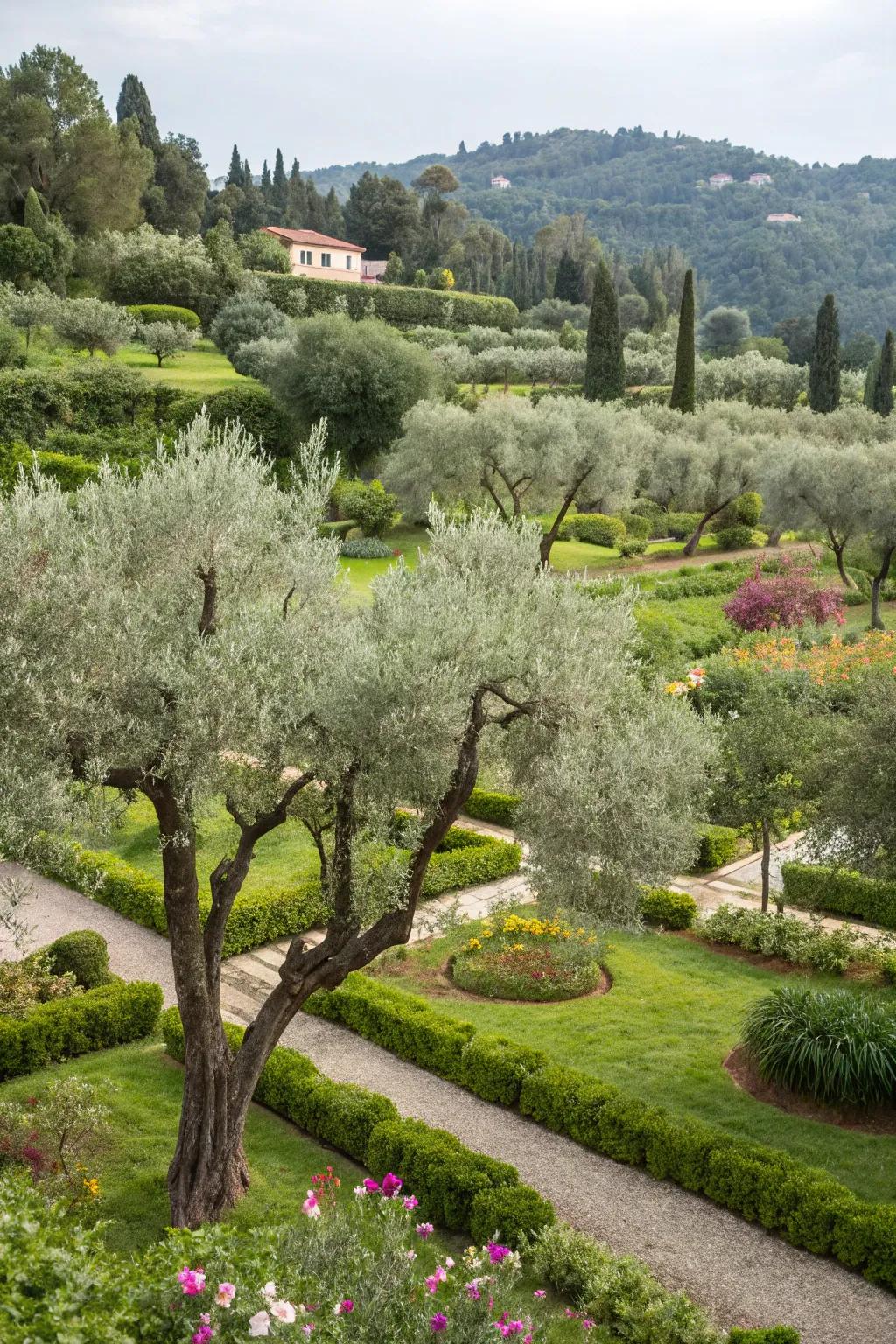 'Silver Canopy' trees adding Mediterranean charm to the garden.