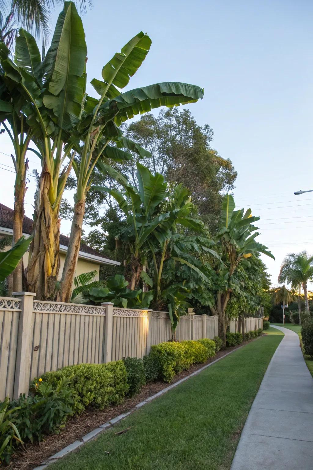 Utilize banana trees to form beautiful natural privacy screens.