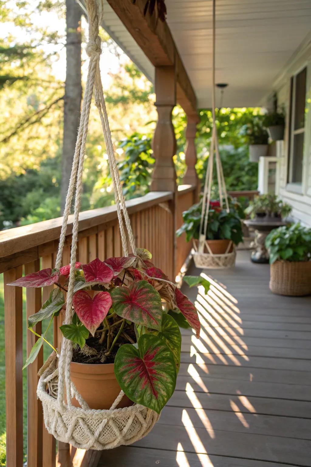 Suspended caladiums fashion a verdant, welcoming outdoor haven.