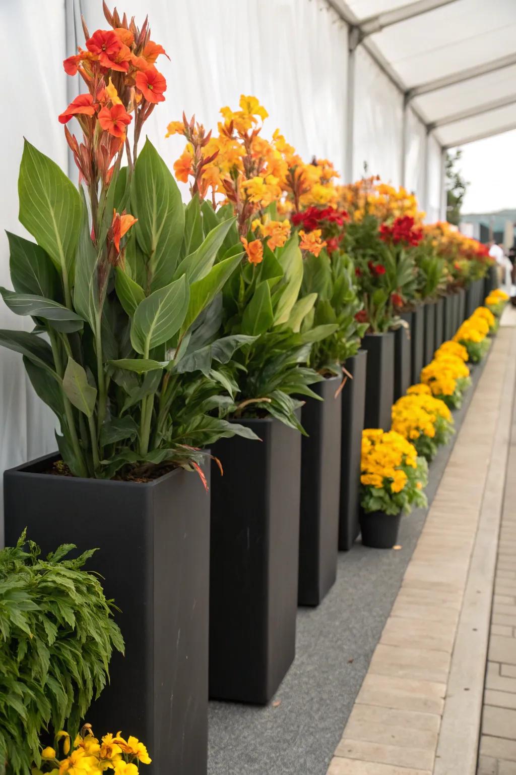 Ginger blossoms in tall planters, injecting height and dramatic flair into any setting.