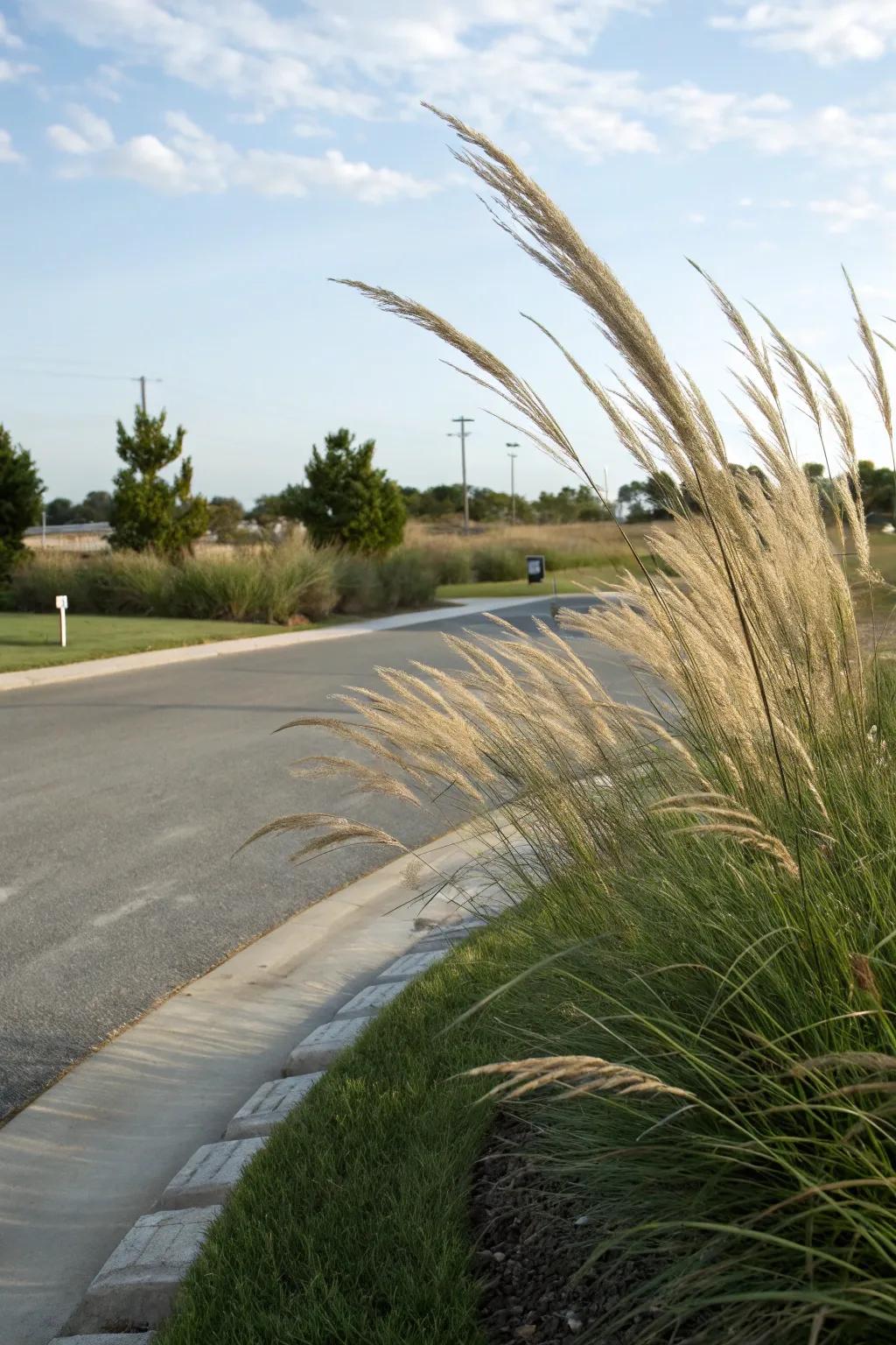 Dynamic ornamental grasses enhancing a driveway corner with texture.