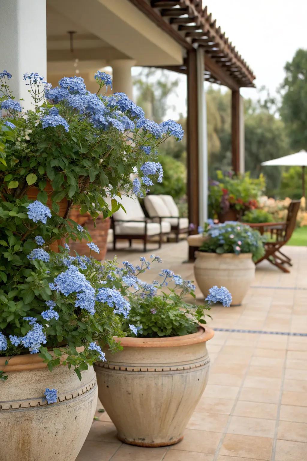 Veranda vessels showcasing cerulean blossom blooms, infusing a dash of elegance.