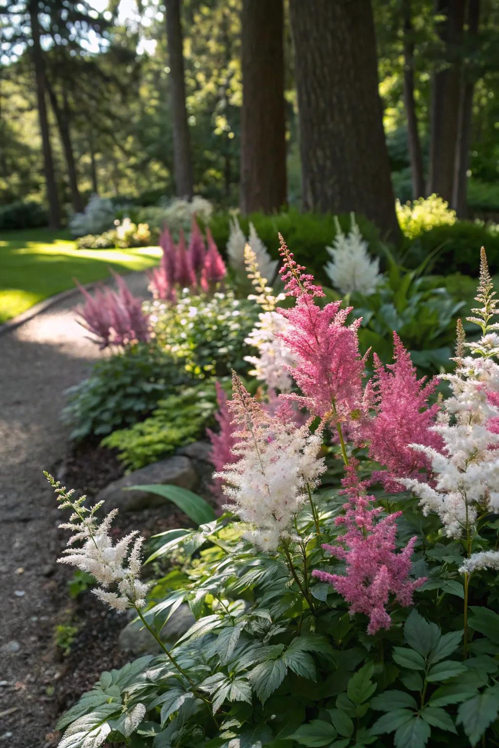 Astilbes adding a burst of color with their lively plumes.