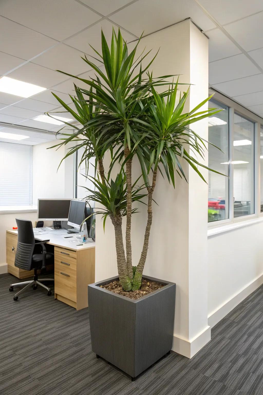 Create a focal point using tall plants such as the Madagascar Dragon Tree.