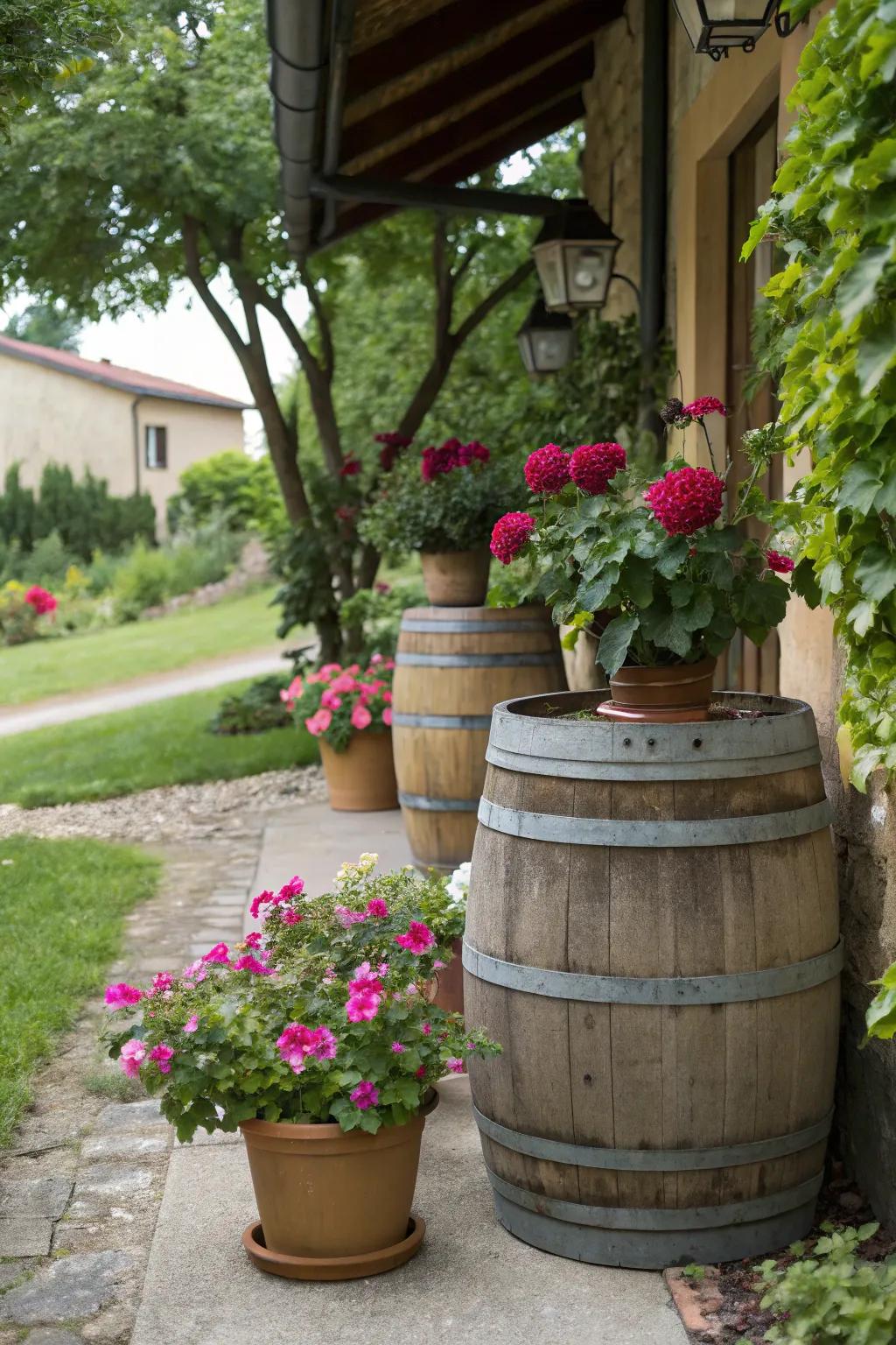 Country barrels and contemporary pots create a compelling garden display.