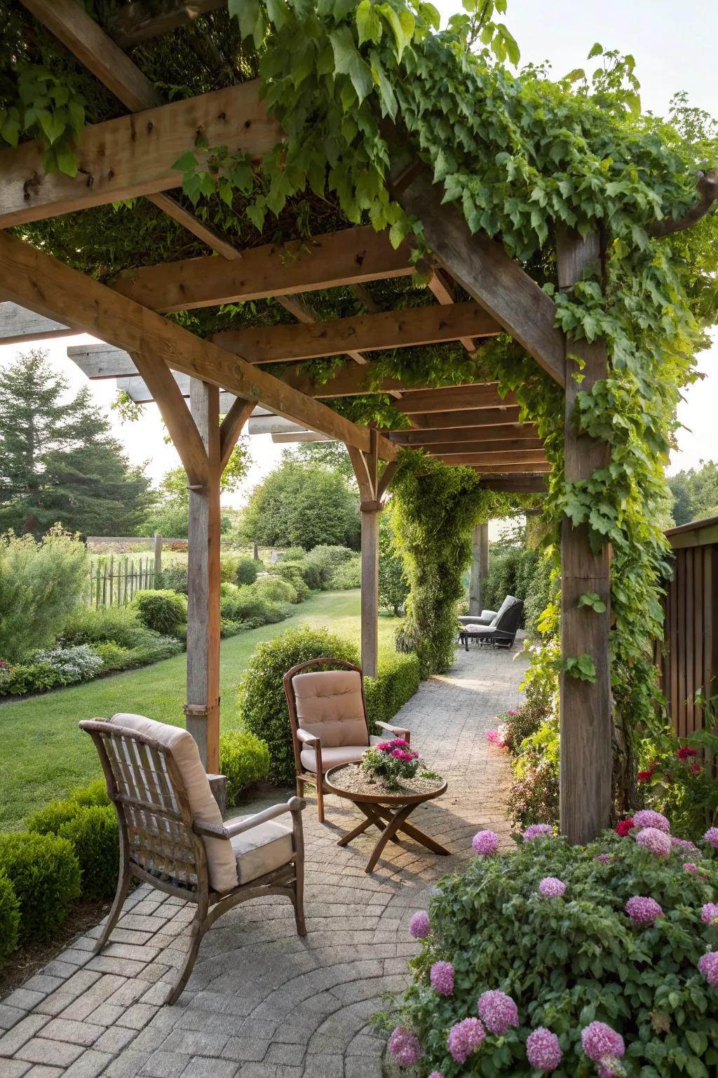 A pergola adorned with climbing plants crafts a serene and fashionable outdoor space.