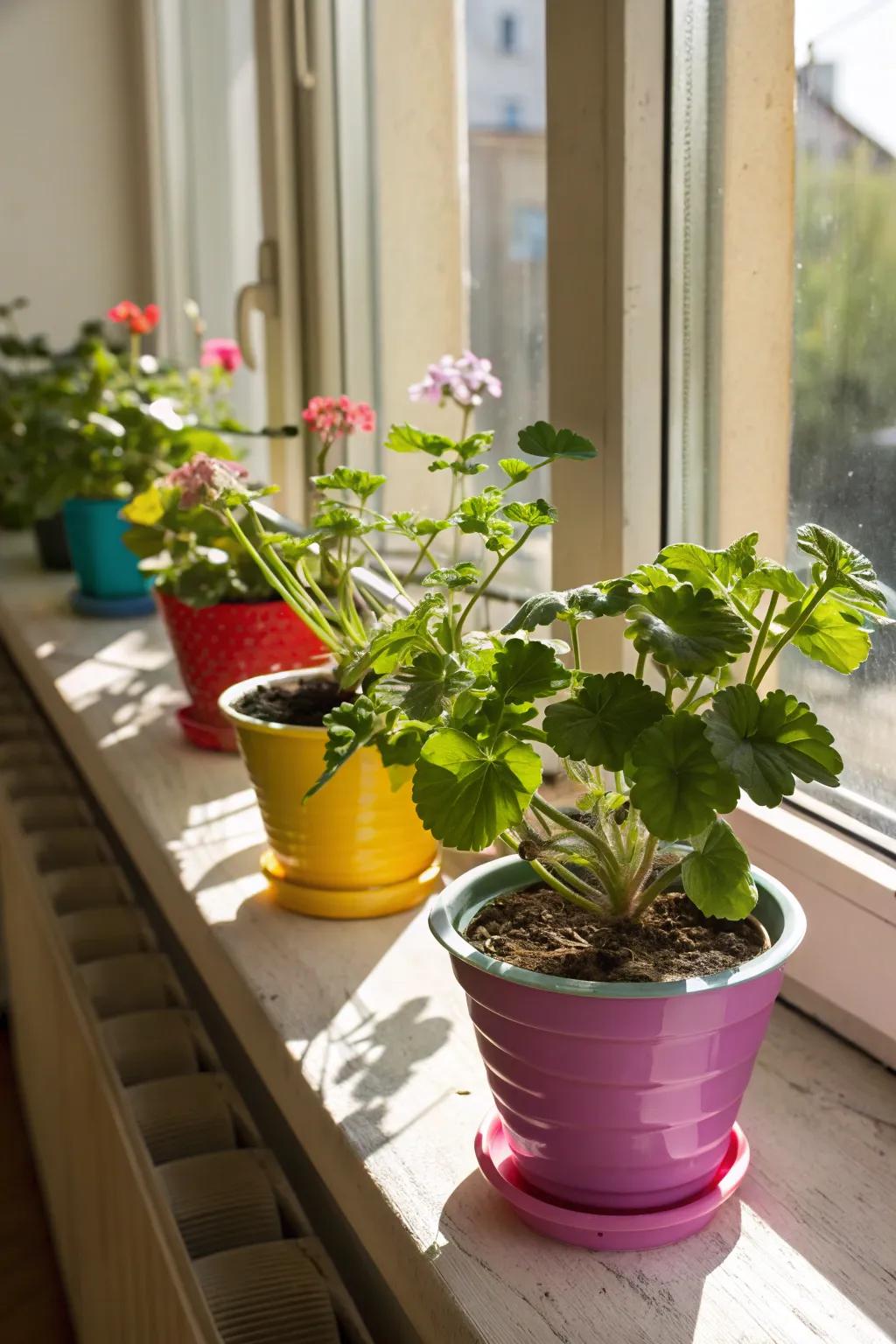 Transform your window sills into eye-catching showcases for your plants.