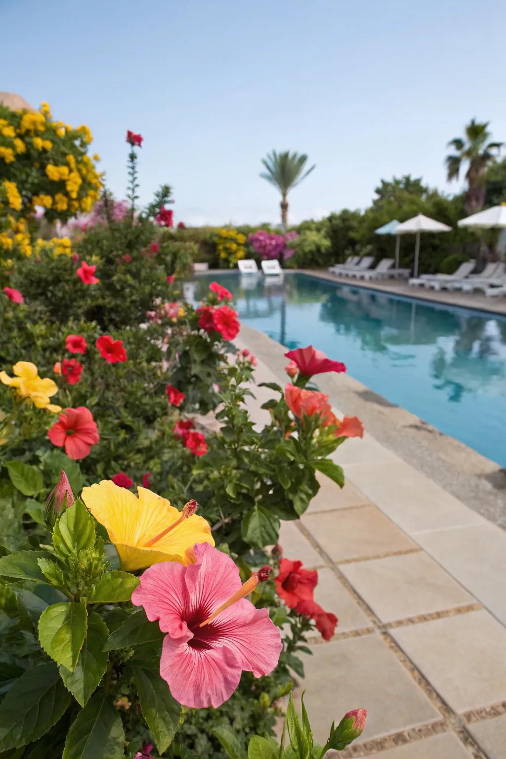 Hibiscus blooms bring vibrant color and vitality to your poolside.