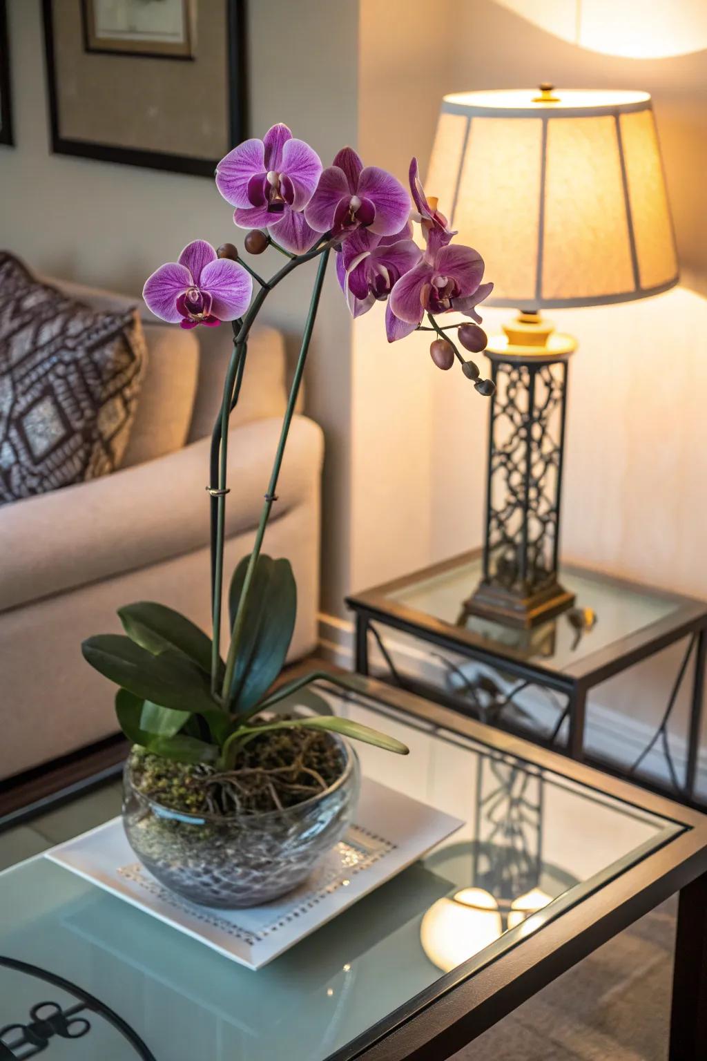 Superb orchids, ideally suited for bringing elegance to any area.