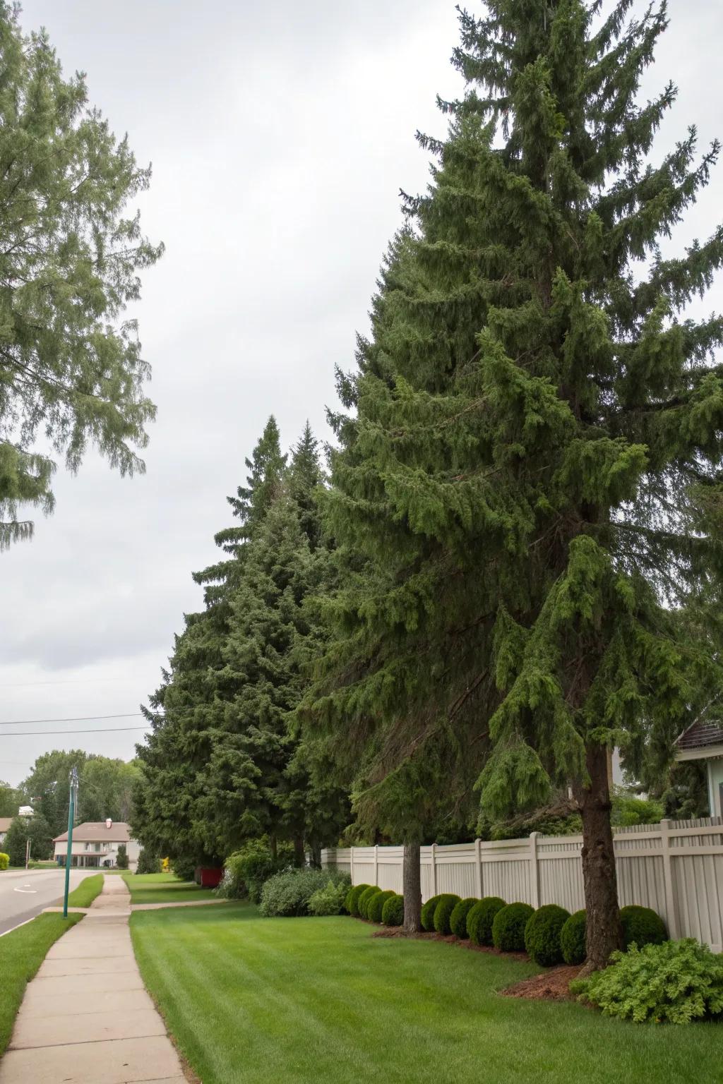 Evergreen trees marking property boundaries.
