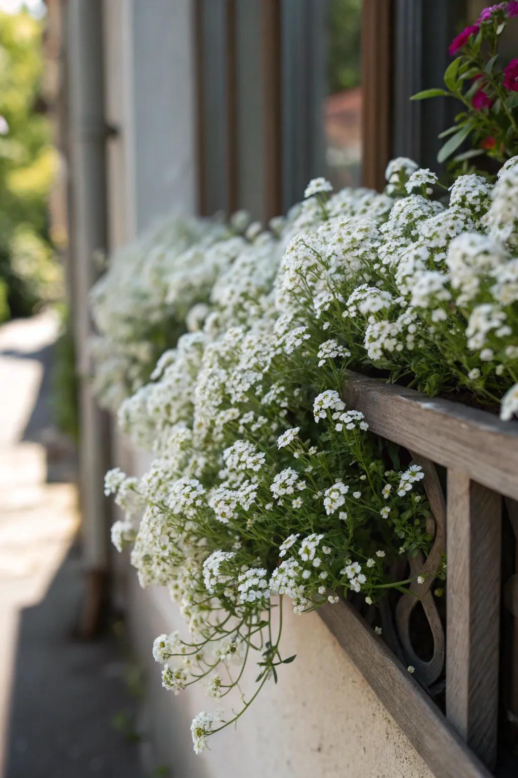 Sweet Alyssum offers both aesthetic appeal and a lovely scent.
