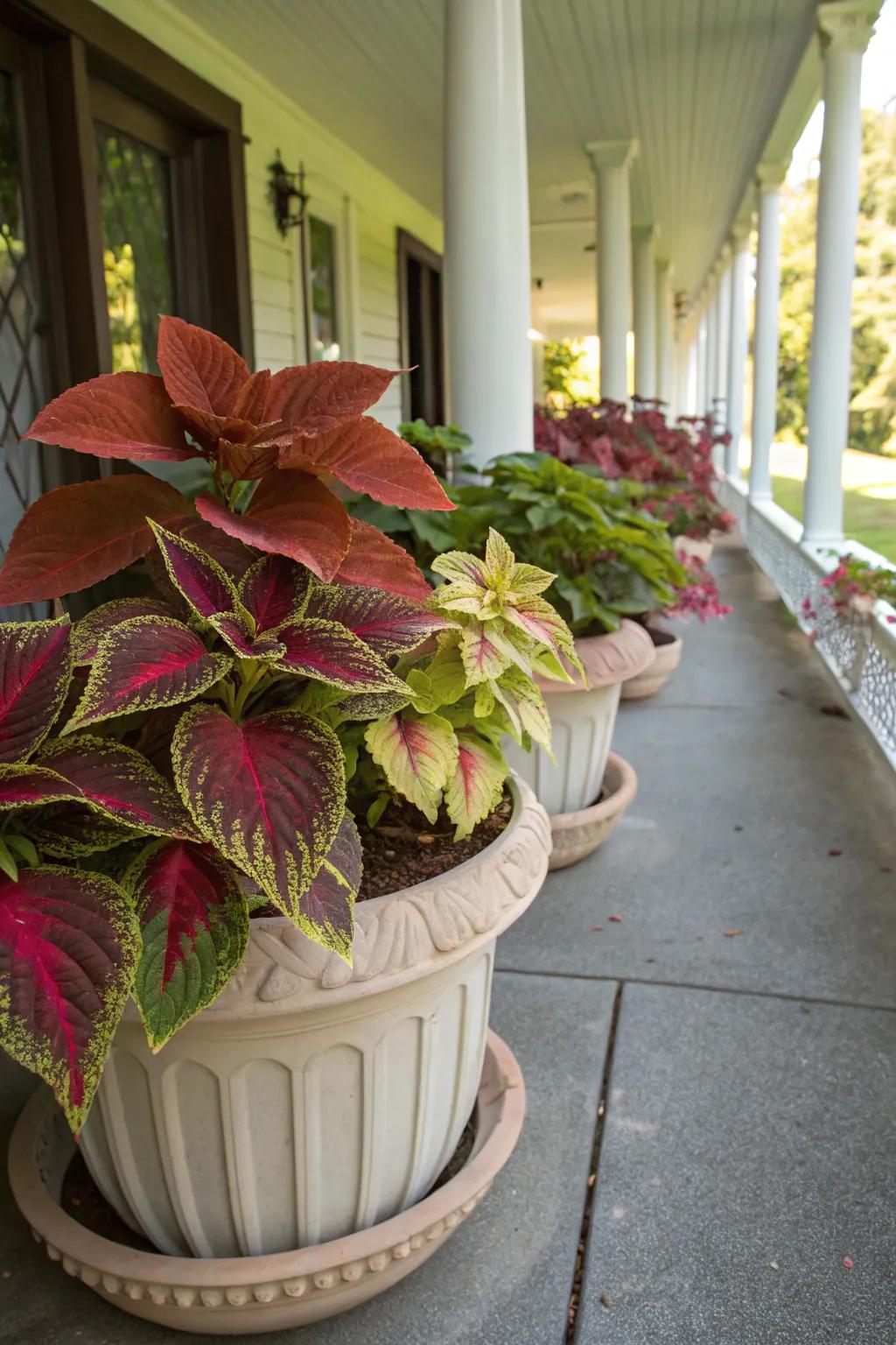 A shaded porch presenting a vibrant selection of coleus plants in decorative vessels.