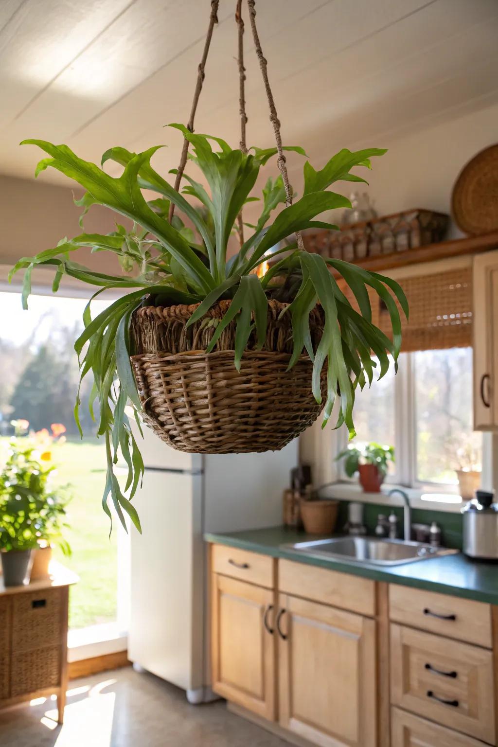 A suspended pot fashions a whimsical abode for a staghorn fern.