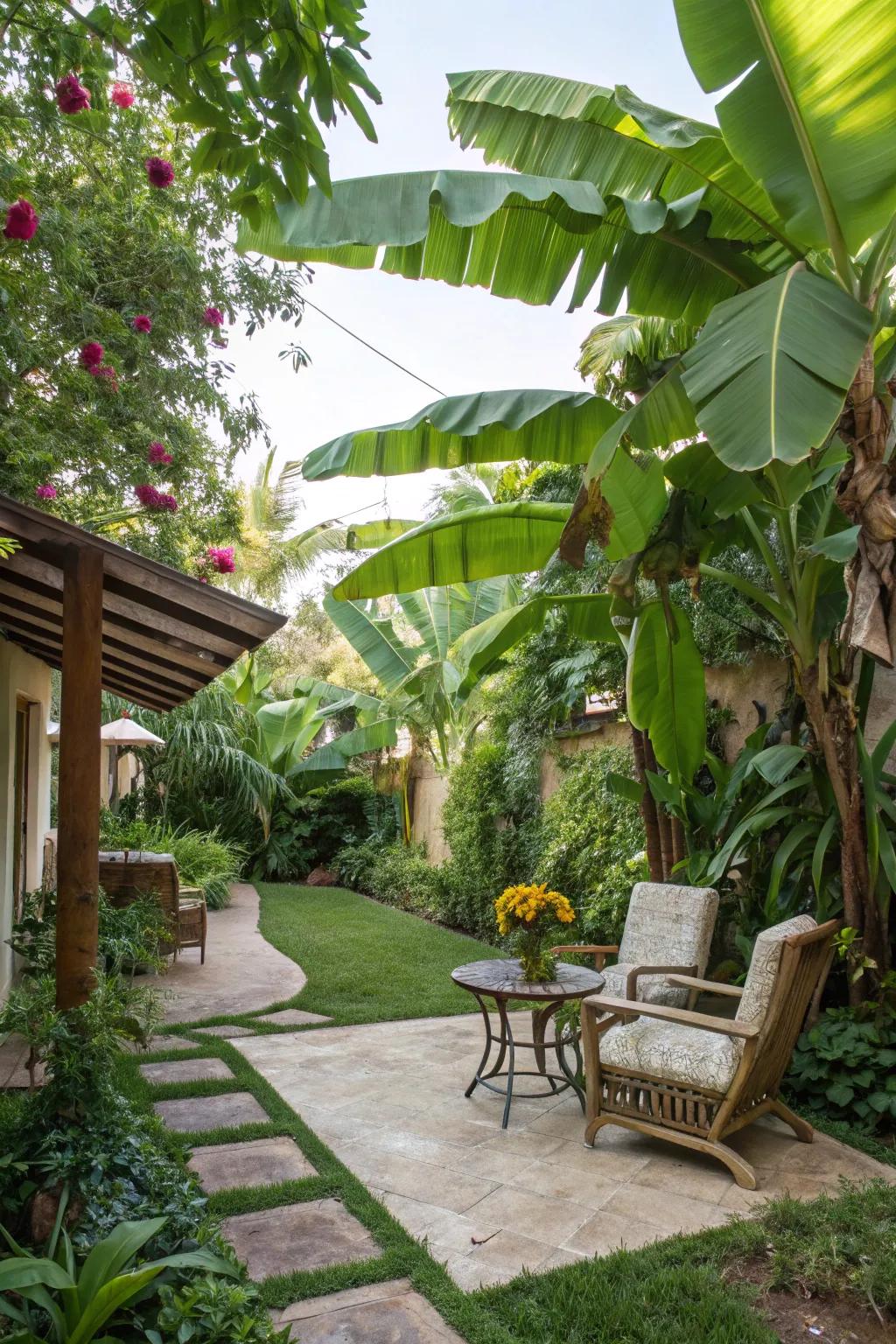 Enhance your patio area with the tropical allure of banana trees.