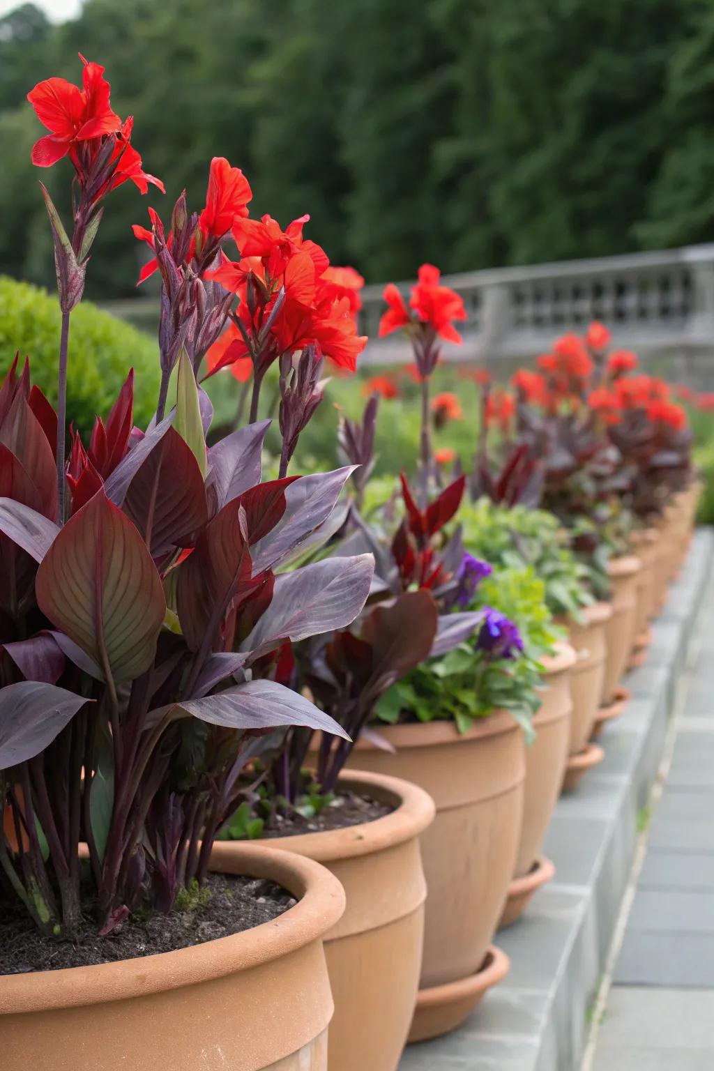 A bold color scheme achieved with red ginger blossoms and purple queen plants.