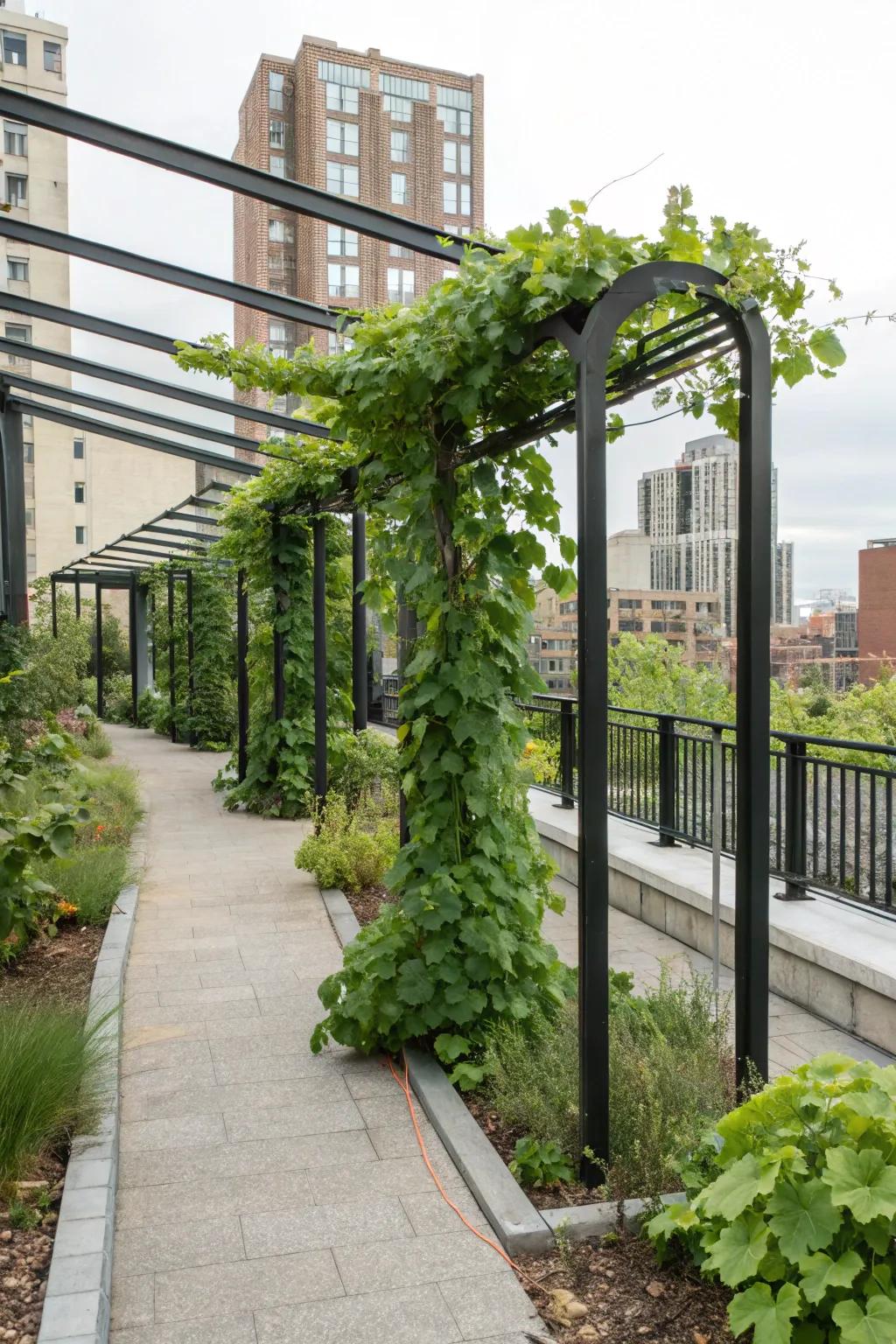 A contemporary interpretation of the vineyard arbor featuring a minimalist metallic structure.