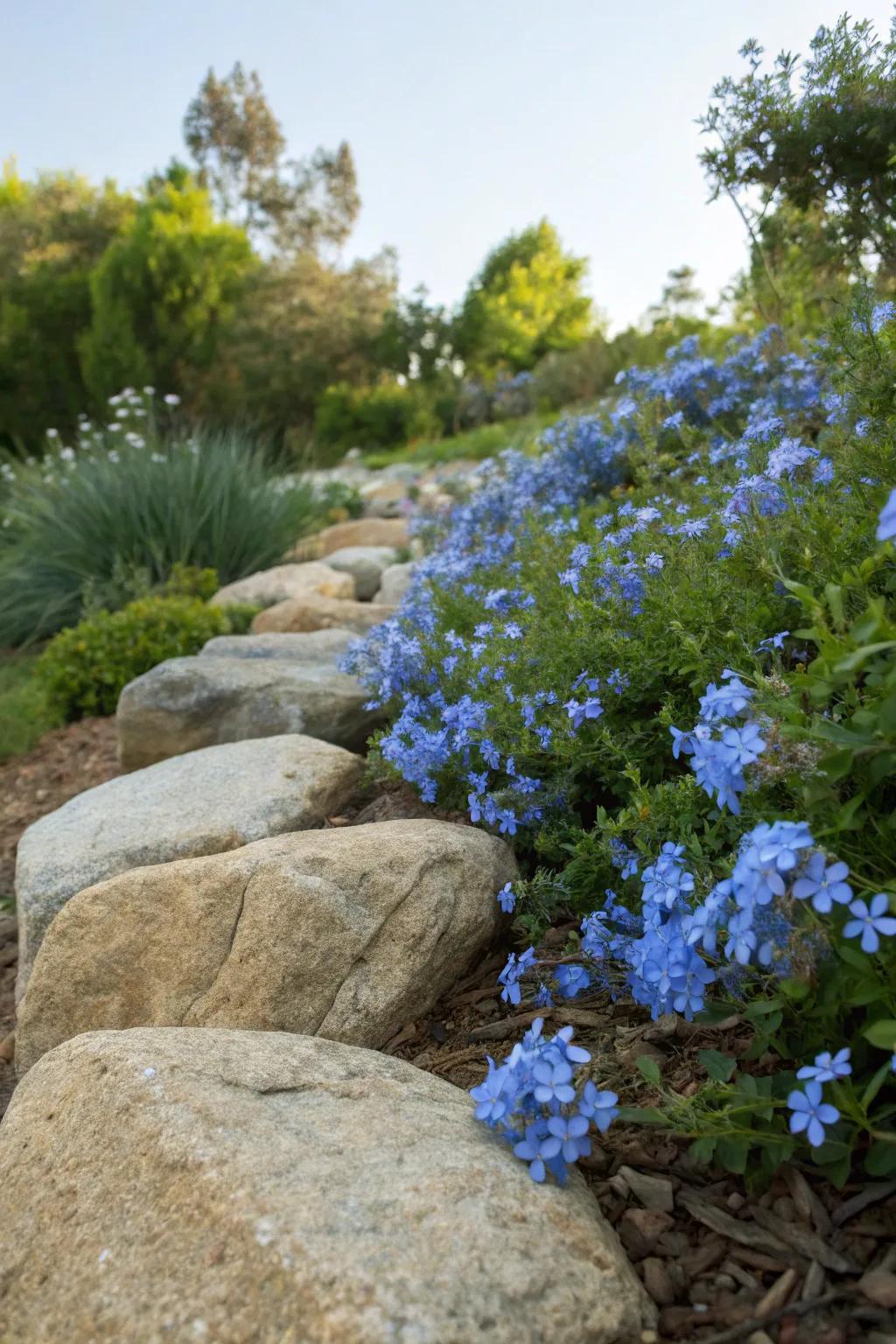 Cerulean blossom blooms accentuating garden stones for an organic allure.