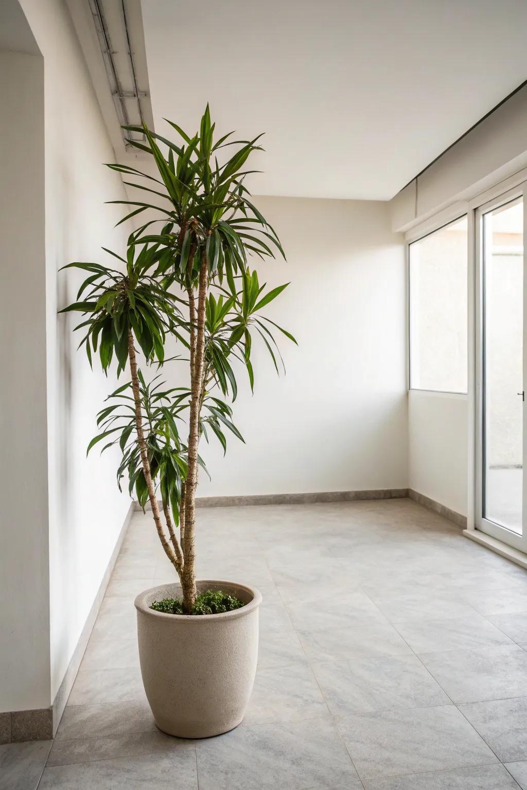 A hint of greenery introduces vitality to minimalist decor.