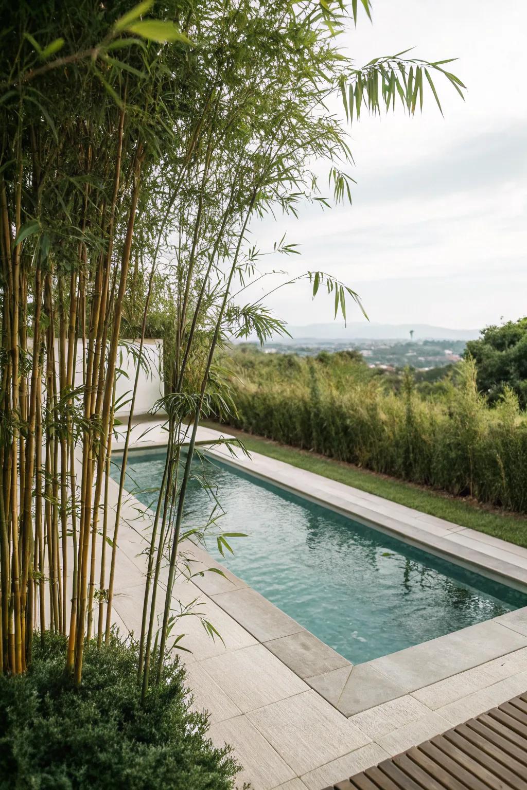 Bamboo combines aesthetic appeal with essential privacy for poolside relaxation.