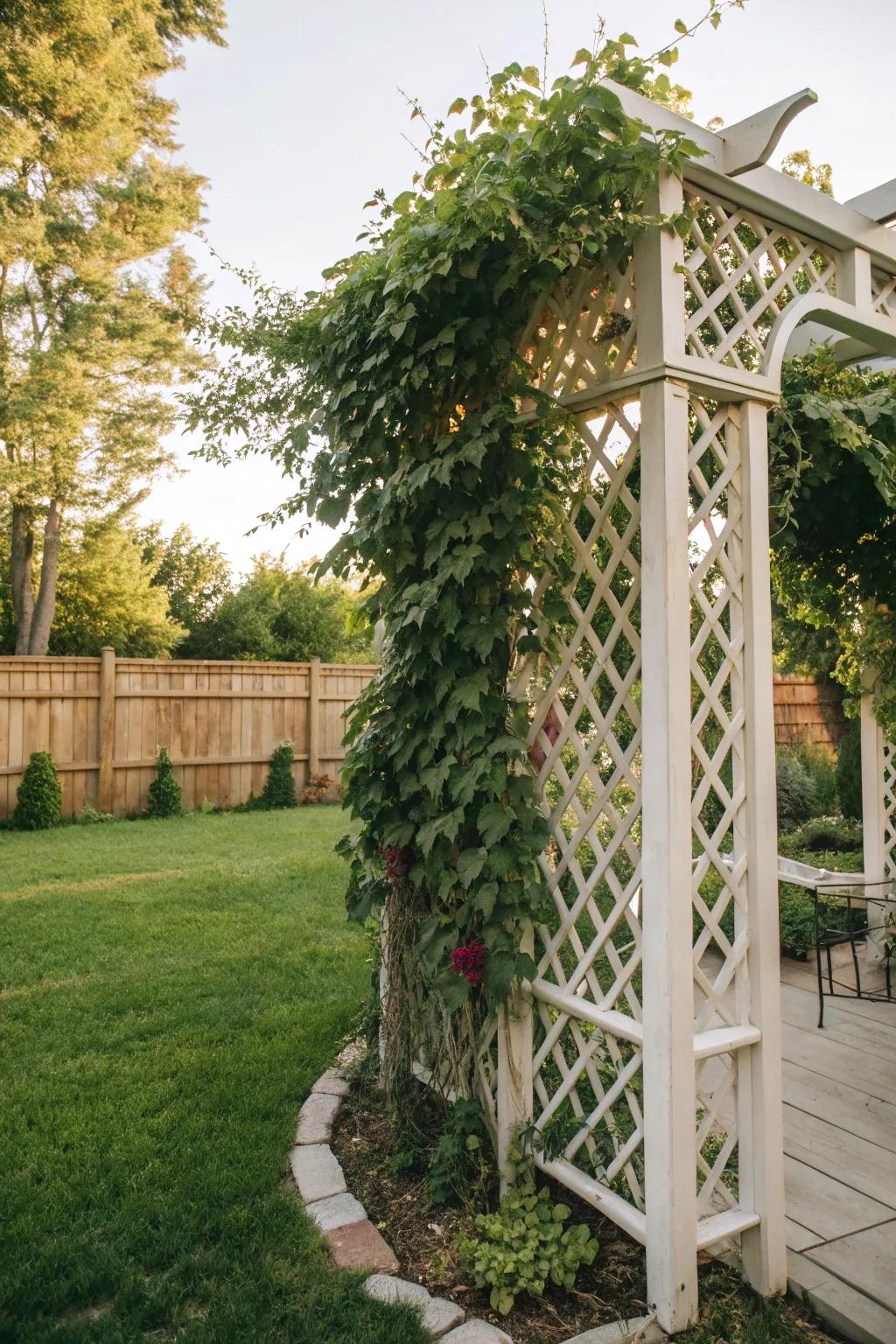 A grid layout enhancing the garden with climbing flora.